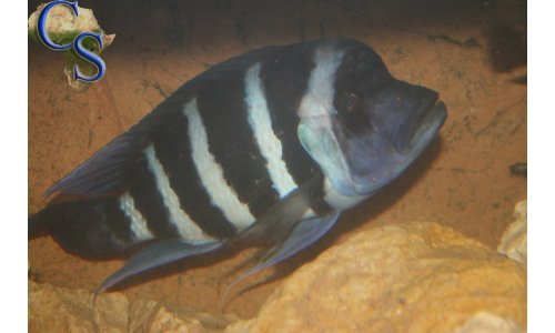Cyphotilapia Frontosa Blue Zaire Moba